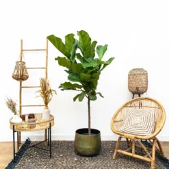 Ficus Lyrata Xl - H150cm, ø30cm - Très Grande Plante D'intérieur 6 Ficus Lyrata Xl - H150cm, ø30cm - Très Grande Plante D'intérieur -Promos Botanivea Boutique cbf3a6952e7e701c