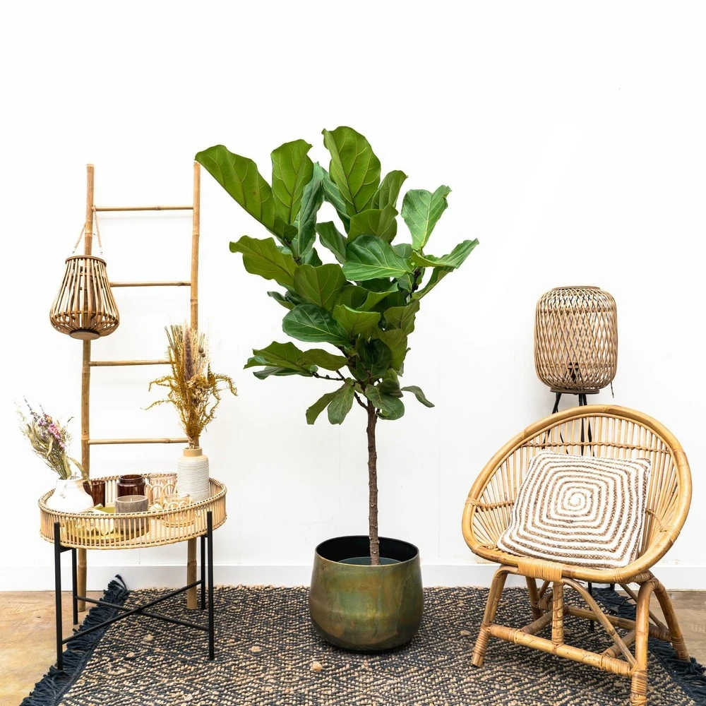 Ficus Lyrata Xl - H150cm, ø30cm - Très Grande Plante D'intérieur 3 Ficus Lyrata Xl - H150cm, ø30cm - Très Grande Plante D'intérieur – Image 3