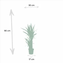 Yucca X3 - Grandes Plantes D'intérieur 9 Yucca X3 - Grandes Plantes D'intérieur -Promos Botanivea Boutique ce4ed4497003ae8b