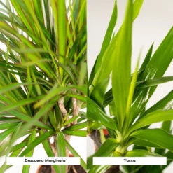 Yucca, Dracaena, Duo De Plantes - Grandes Plantes D'intérieur 7 Yucca, Dracaena, Duo De Plantes - Grandes Plantes D'intérieur -Promos Botanivea Boutique d1d1d0ea17925e83