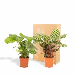 Calathea Makoyana, Calathea Orbifolia, Duo De Plantes - Plantes D'intérieur -Promos Botanivea Boutique d2984aa7b87765fb
