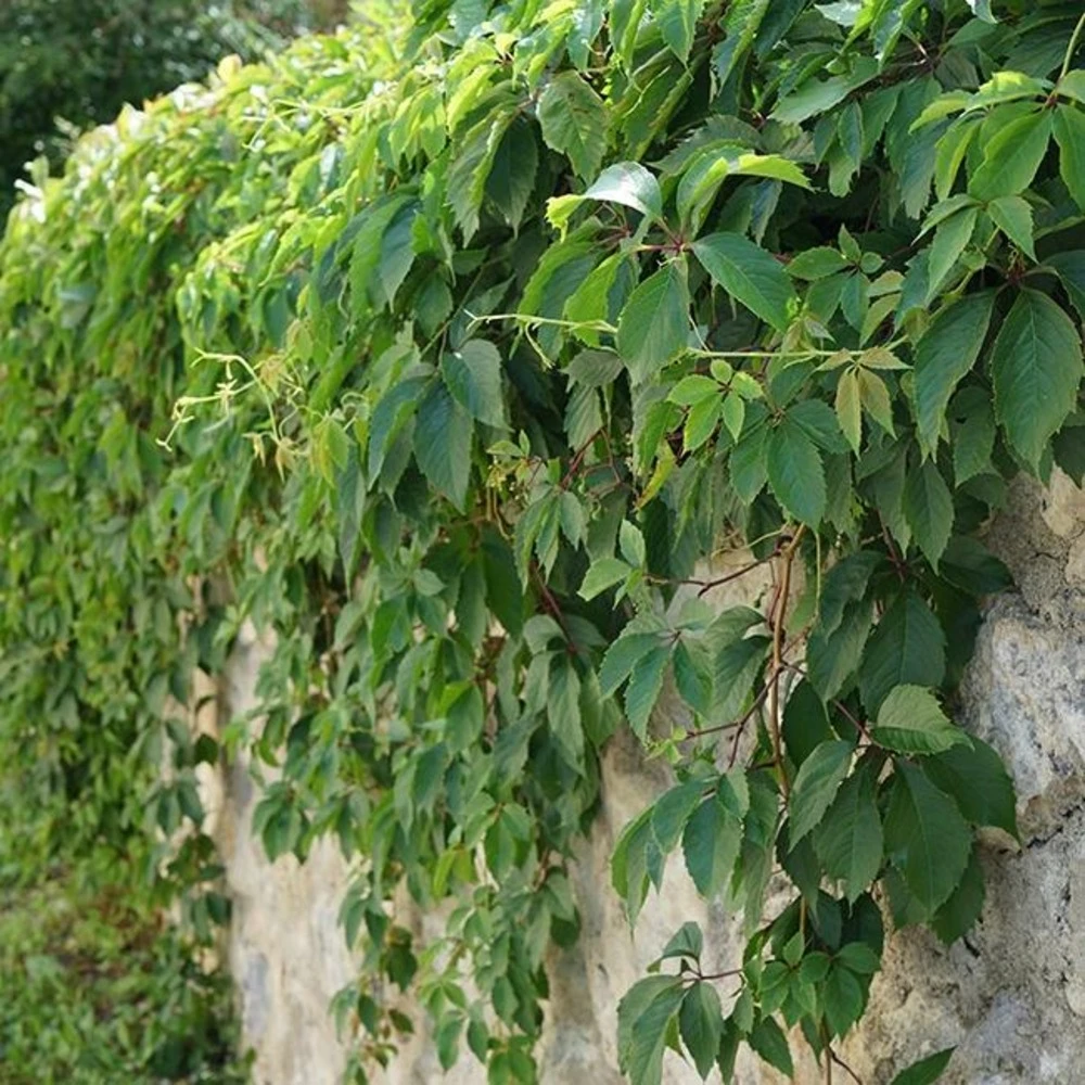 Vigne Vierge Henryana - Parthenocissus Henryana 3l 2 Vigne Vierge Henryana - Parthenocissus Henryana 3l – Image 2