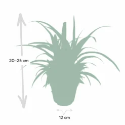 Chlorophytum - H25cm, ø12cm - Plante D'intérieur -Promos Botanivea Boutique d954fc84ca9bd2b7