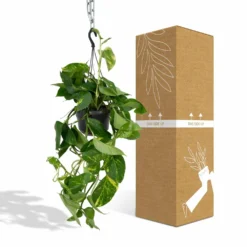 Epipremnum Aureum Scindapsus - H25cm, ø15cm - Plante D'intérieur Tombante -Promos Botanivea Boutique db9b20f124efbe7d