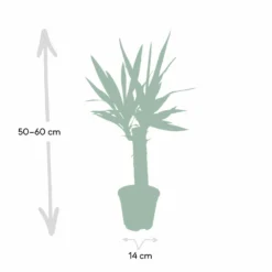 Yucca - H40cm, ø14cm - Plante D'intérieur 8 Yucca - H40cm, ø14cm - Plante D'intérieur -Promos Botanivea Boutique dfb4e1d60cd870d4
