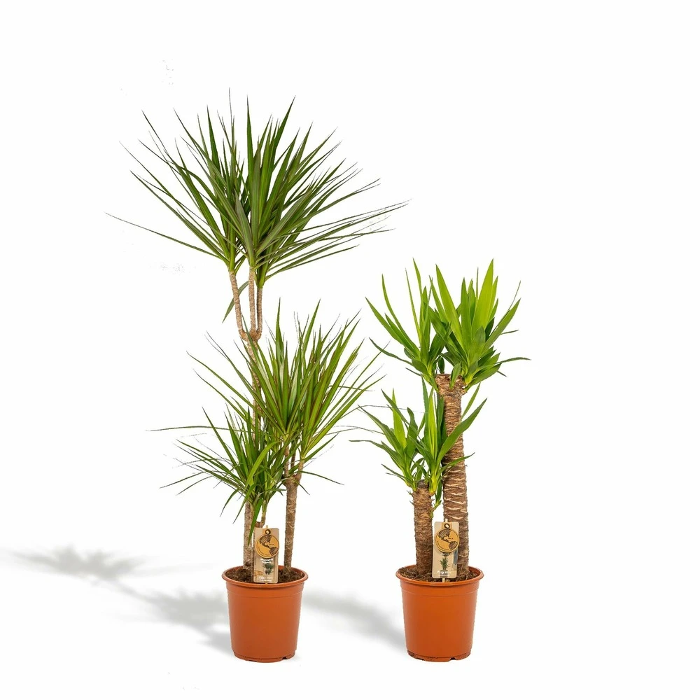 Yucca, Dracaena, Duo De Plantes - Grandes Plantes D'intérieur 1 Yucca, Dracaena, Duo De Plantes - Grandes Plantes D'intérieur