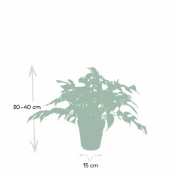 Monstera Minima - H25cm, ø15cm - Plante D'intérieur -Promos Botanivea Boutique e0cdad191f93fb5b