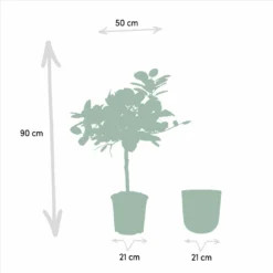 Ficus Benghalensis Et Son Cache-pot Noir - H90cm, ø21cm - Grande Plante D'intérieur -Promos Botanivea Boutique e0dd85a61373fafe
