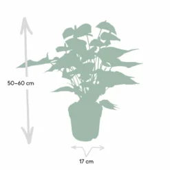 Anthurium Rouge - H55cm, ø17cm - Plante D'intérieur -Promos Botanivea Boutique e46a1e8eea14aaae