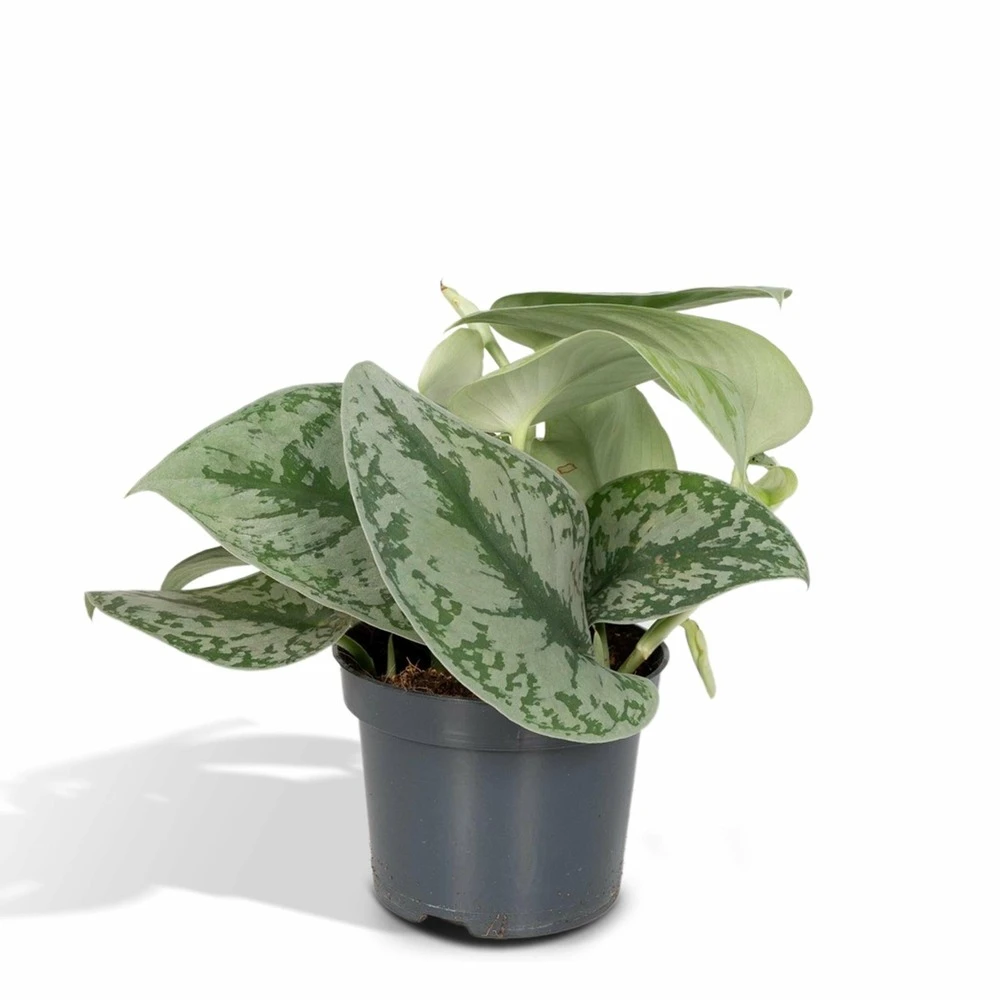 Pothos Scindapsus Pictus Epipremnum - H15cm, ø12cm - Plante D'intérieur Tombante 1 Pothos Scindapsus Pictus Epipremnum - H15cm, ø12cm - Plante D'intérieur Tombante