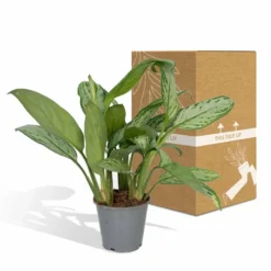 Aglaonema Christina - H30cm, ø12cm - Plante D'intérieur -Promos Botanivea Boutique f0caf2476ad693a9