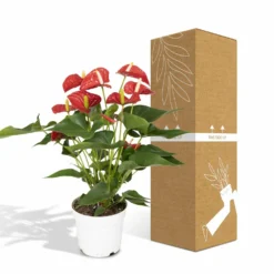 Anthurium Rouge - H55cm, ø17cm - Plante D'intérieur -Promos Botanivea Boutique f142fbabc9731d72
