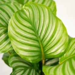 Calathea Makoyana, Calathea Orbifolia, Duo De Plantes - Plantes D'intérieur -Promos Botanivea Boutique f407112b06a3cba6