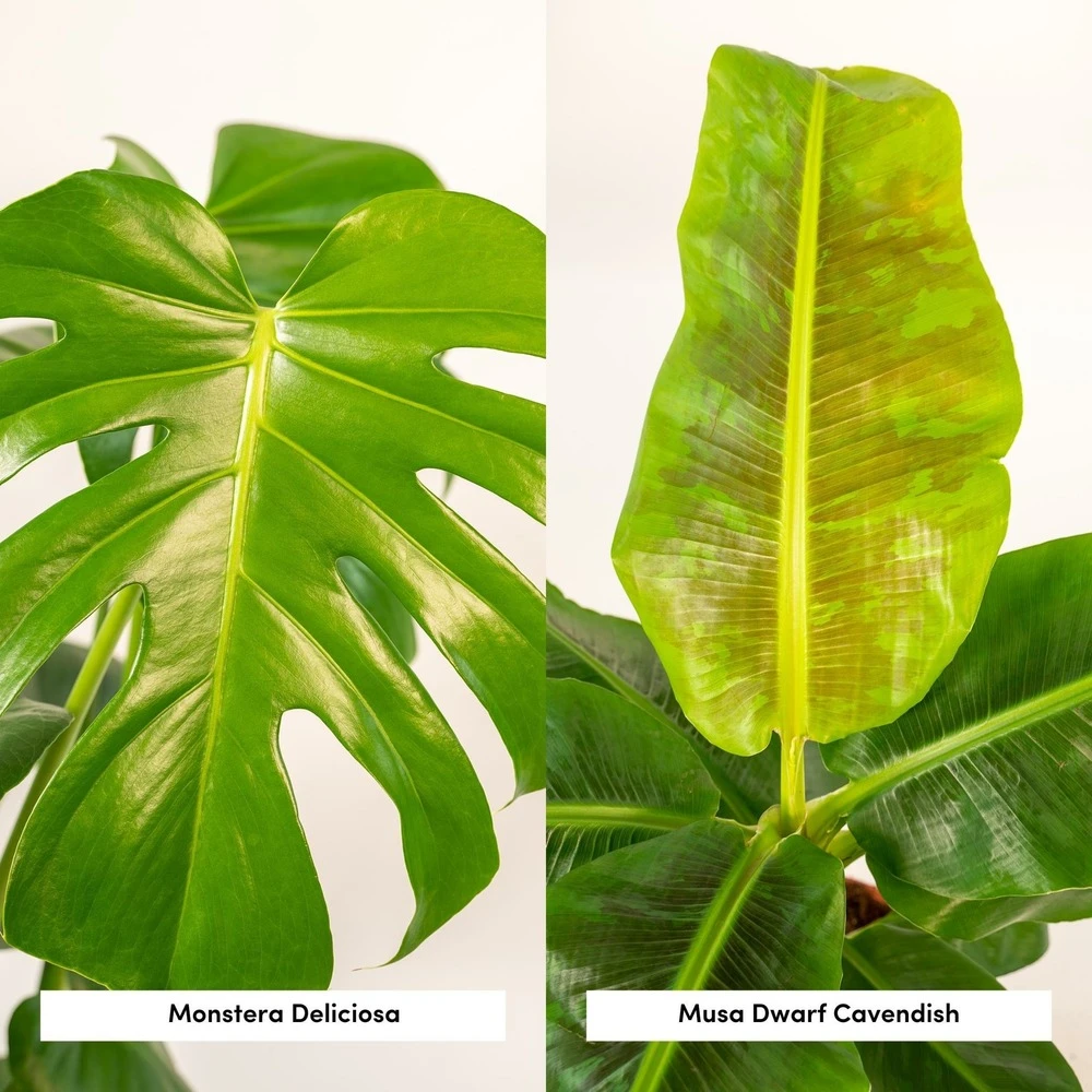 Monstera Deliciosa, Bananier Musa Et Leurs Paniers Noirs, Duo De Plantes - Grandes Plantes D'intérieur 3 Monstera Deliciosa, Bananier Musa Et Leurs Paniers Noirs, Duo De Plantes - Grandes Plantes D'intérieur – Image 3