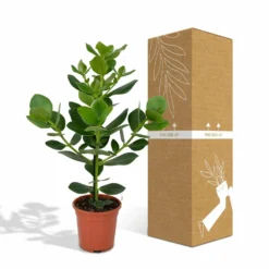 Clusia Princess - H60cm, ø12cm - Plante D'intérieur -Promos Botanivea Boutique f9890d4a2570b058