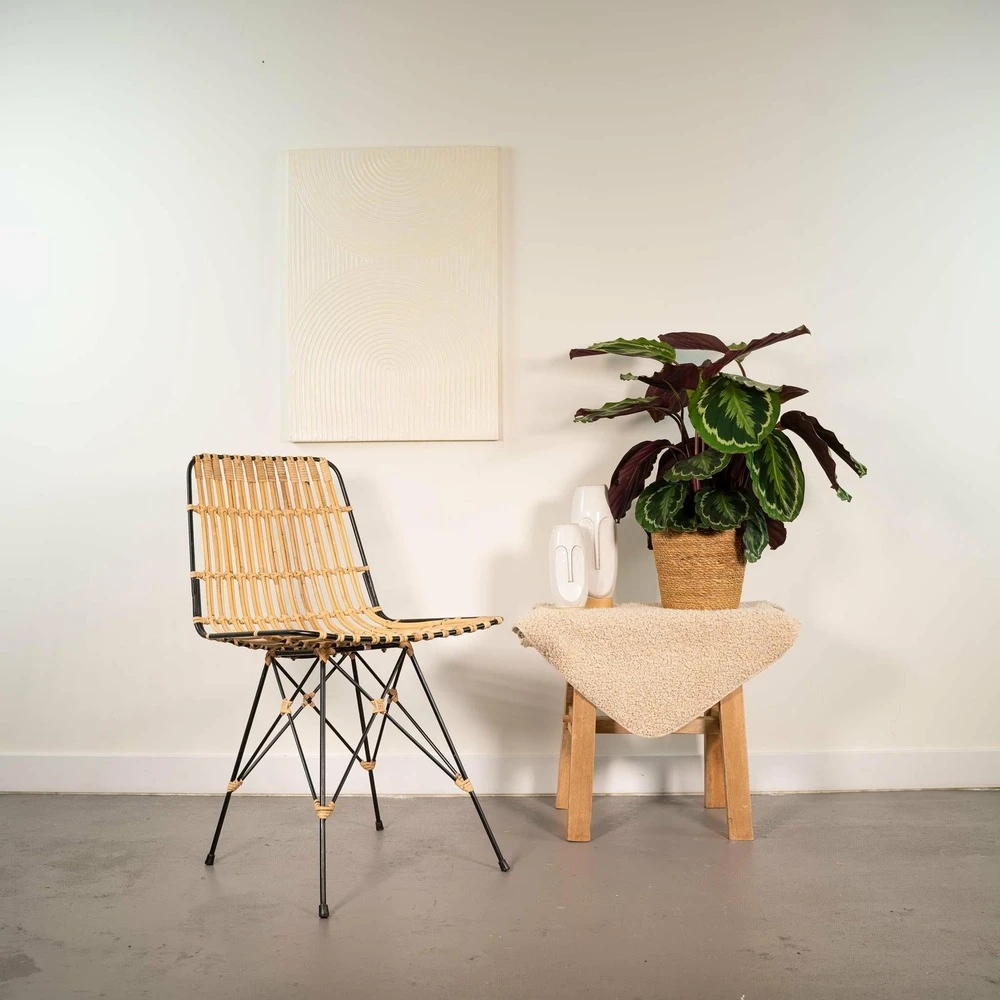 Calathea Médaillon Et Son Panier Naturel - H65cm, ø19cm - Plante D'intérieur 2 Calathea Médaillon Et Son Panier Naturel - H65cm, ø19cm - Plante D'intérieur – Image 2