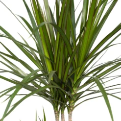 Dracaena Marginata - H70cm, ø17cm - Grande Plante D'intérieur -Promos Botanivea Boutique ff91d63cf255b5d5