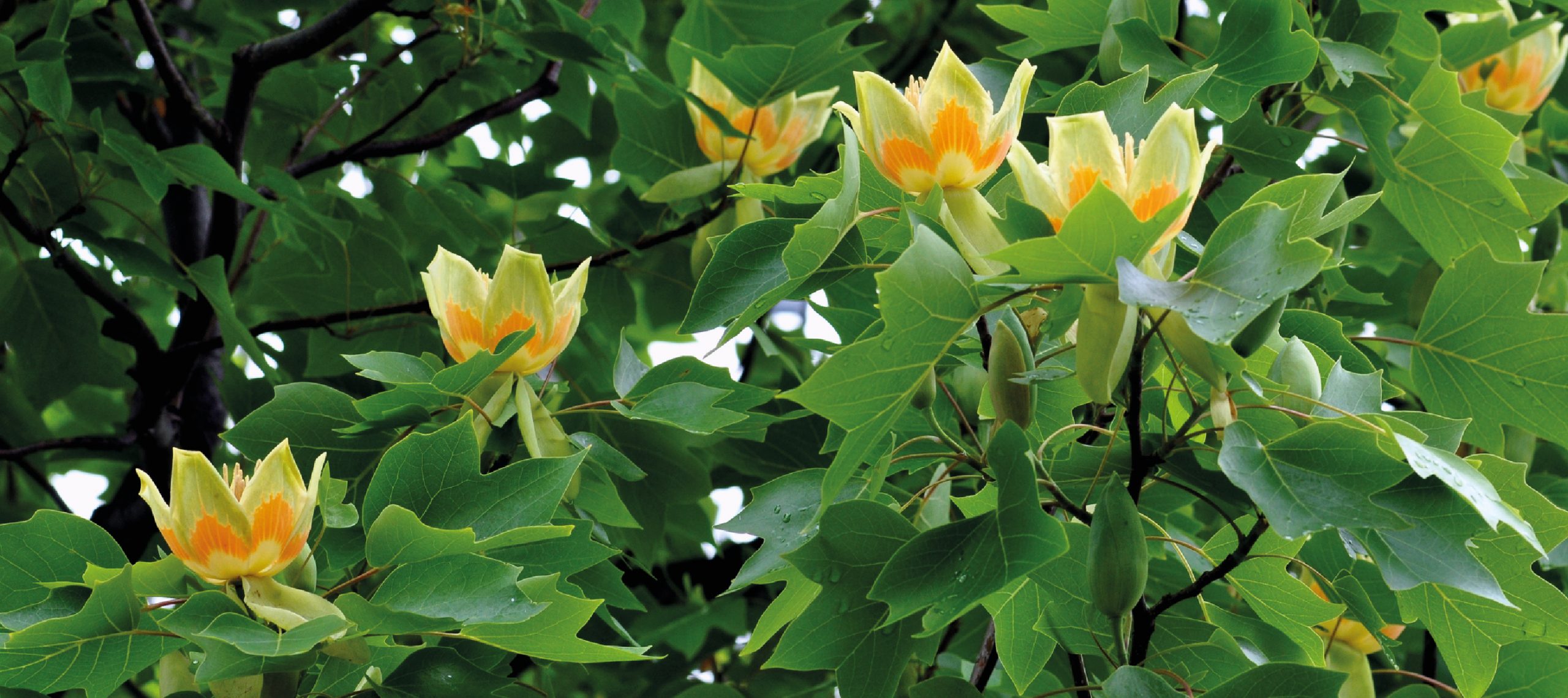 Promos Botanivea Boutique -Promos Botanivea Boutique Dix arbres a floraison originale scaled 1