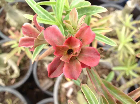 Promos Botanivea Boutique -Promos Botanivea Boutique c8080f27bd4446fc9f96b268387b0fa1